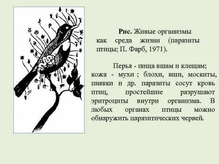 Среда жизни птицы