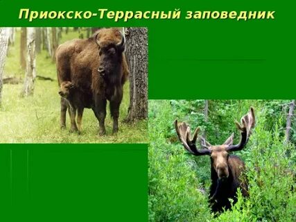 Приокско террасный заповедник кроссворд 3