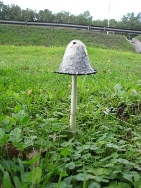 Чудо опята. Фото чудо грибы. Чудо гриб. Чудо грибница. Чудо гриб.