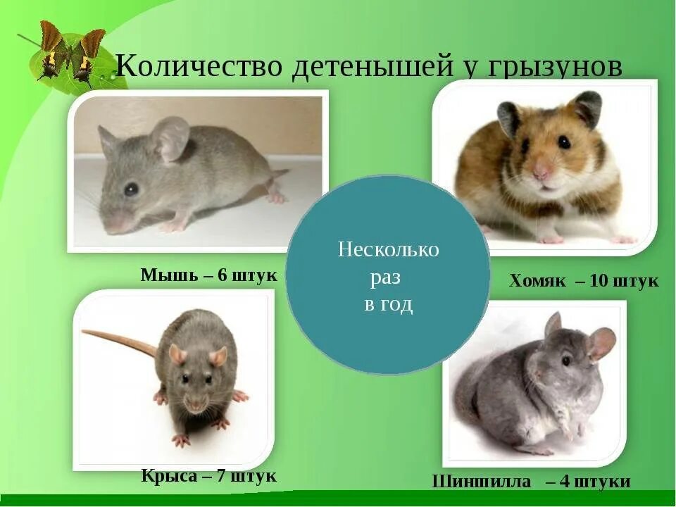 Отличие мыши от крысы. Грызуны презентация. Крыса и мышь отличия. От крыс и мышей.