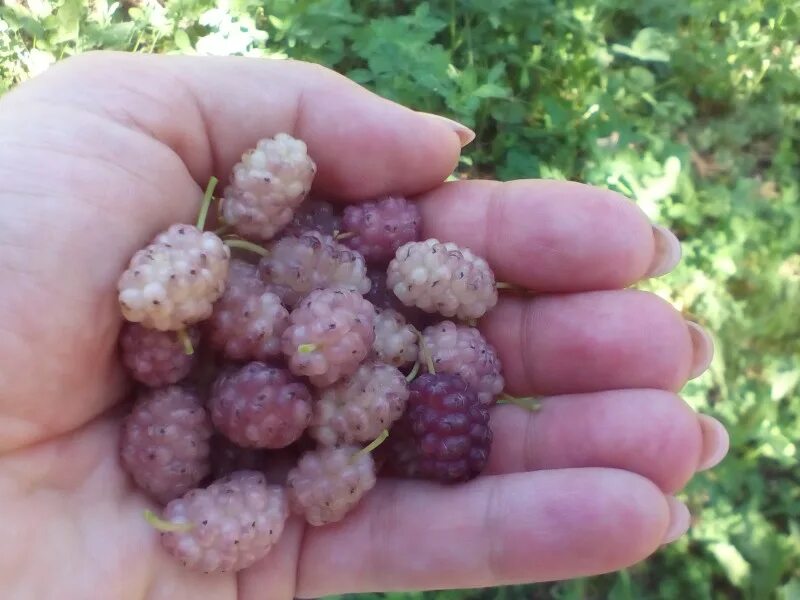 шелковица баронесса. шелковица розовая смоленская. тутовник розовый шелковица. шелковица розовая смоленская. сорт смоленская шелковица.