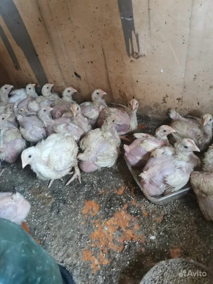 Бройлерам месяц