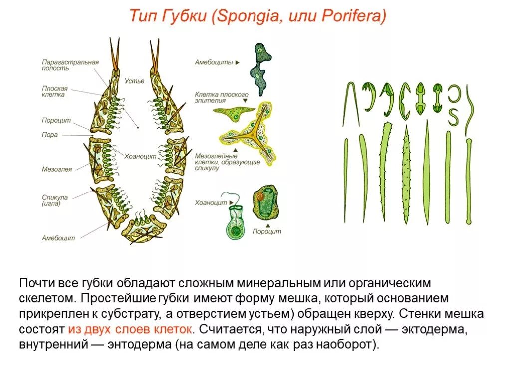 Строение губки мезоглея. Строение губки Спикула. Клеточное строение губок. Строение скелета губок.