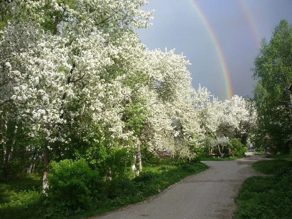 Картинка май природа. Петергоф цветение черемухи. Цветущие сады в Коломенском черемуха. Яблоневый сад Коньково. Аллея черемухи.