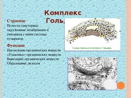 Комплекс строение и функции