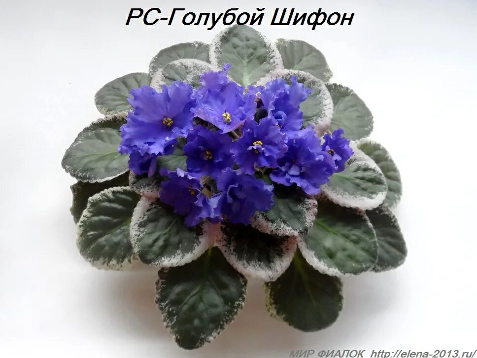 фиалка абрикосовый шифон. абрикосовый шифон фиалка фото. фиалка шифон. фиалка ек абрикосовый шифон. фиалка абрикосовый шифон.