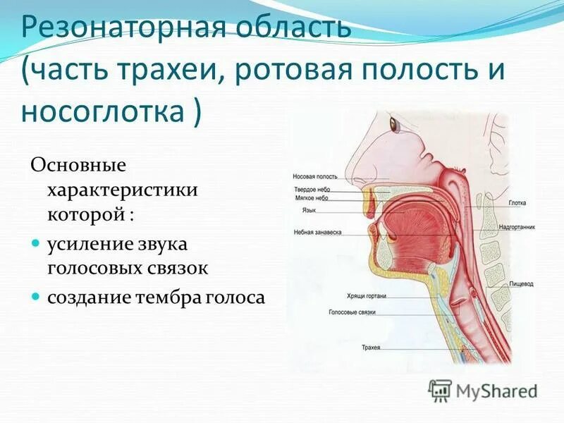 Строение резонаторных полостей. Структура голосового аппарата гортани. Певческий аппарат строение голосового аппарата. Строение гортани вокал.