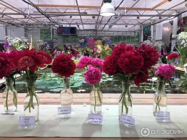 Выставка пионов в аптекарском. Аптекарский огород фестиваль пионов. Выставка ирисов в Аптекарском огороде 2022. Выставка пионов на Новинском бульваре. Выставка пионов и ирисов.
