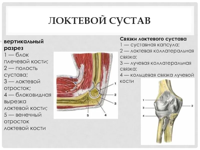 Связки локтя. Строение локтевого сустава человека анатомия. Сухожилия локтевого сустава анатомия. Хирургическая анатомия локтевого сустава. Связочный аппарат локтевого сустава анатомия.