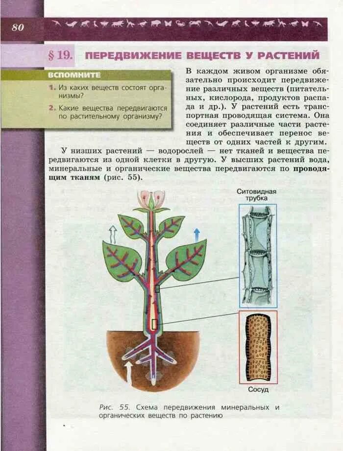 Биологии 6 класс Пасечник передвижение веществ у растений. Схема передвижение Минеральных веществ в растении. Схема передвижения веществ у растений. Схема транспорта веществ в растении. Какие вещества передвигаются по сосудам древесины