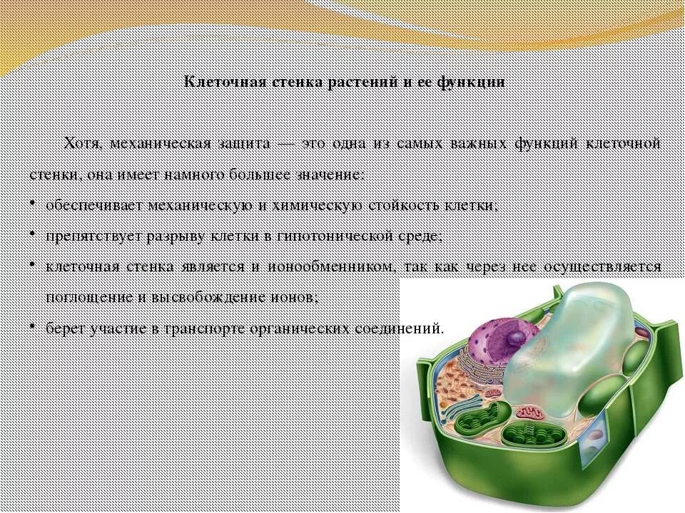 Вещество в клеточной стенке животных. Функции клеточной стенки растений. клеточная стенка ее функции. клеточная стенка растений роль. основное вещество клеточной стенки растений.