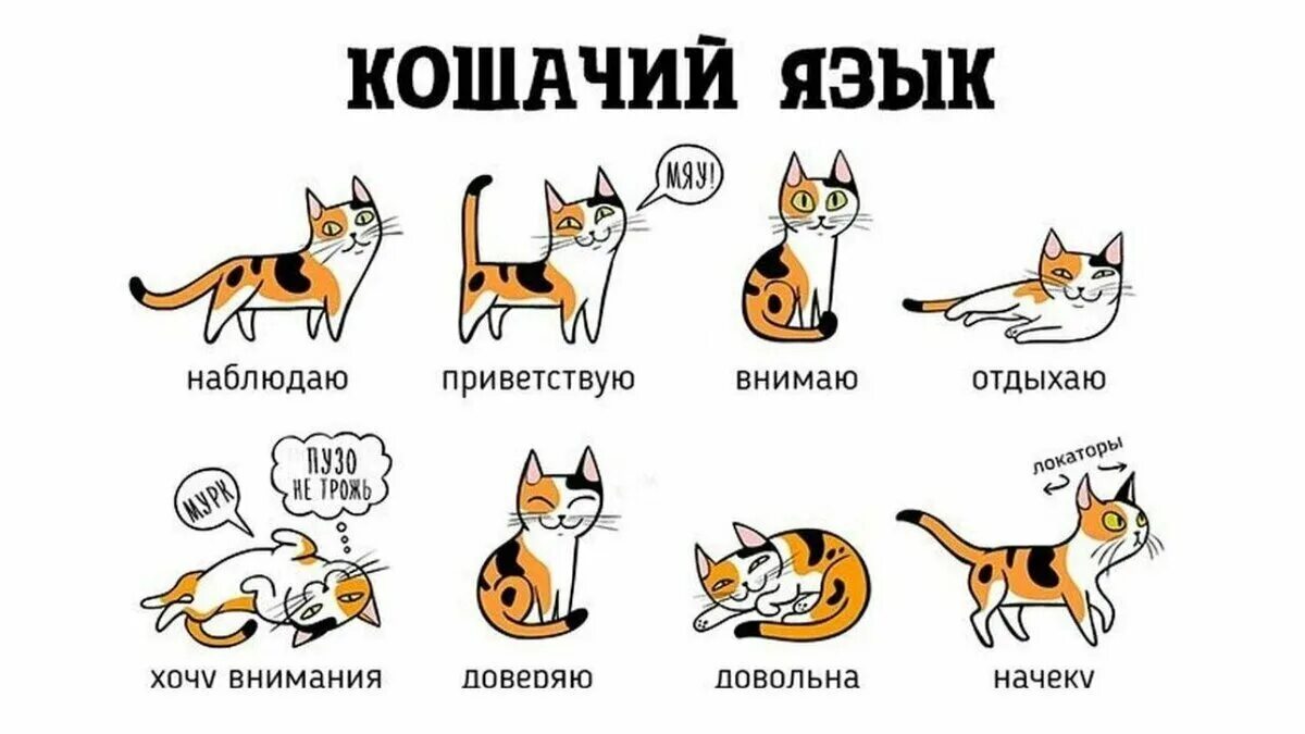 Имя дня кота. Настроение кота по хвосту. поведение кота. эмоции кота по хвосту. как выучить кошачий язык.