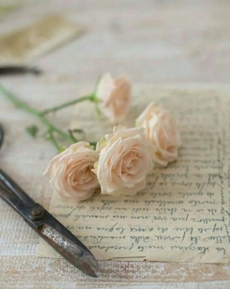 Фон с цветами. Нежный цветок. Письма нежные. Красивые нежные блокноты. Весеннее письмо.