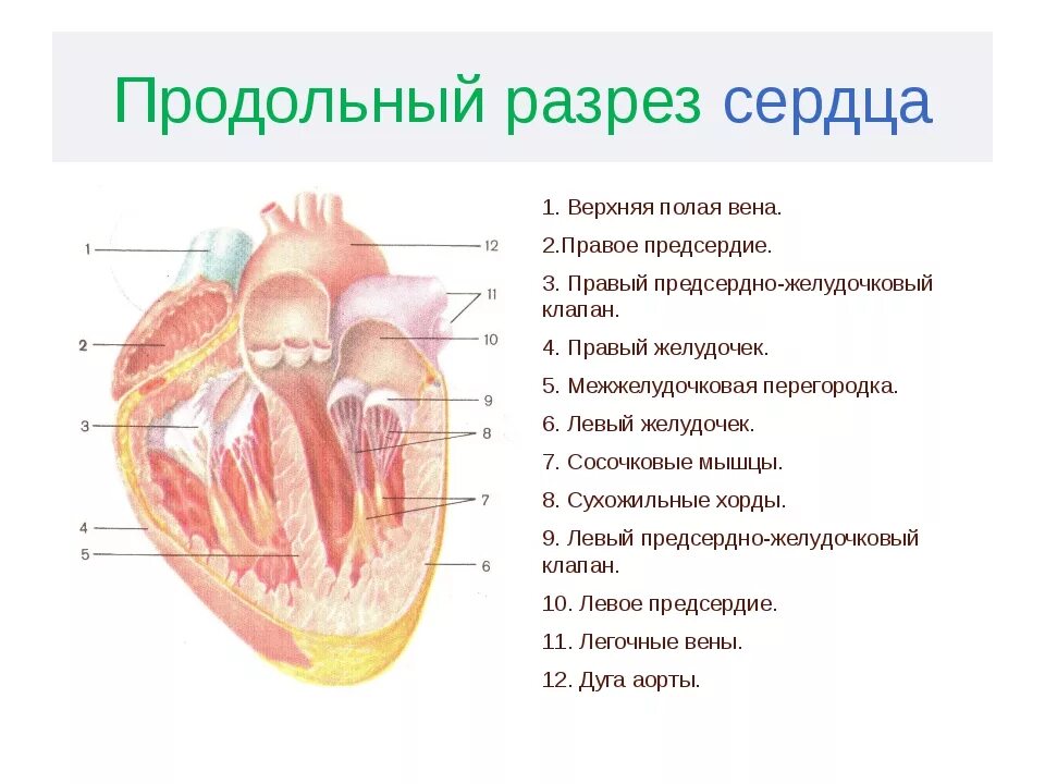 Срез сердца человека. Схема строения сердца продольный разрез. Сердце продольный разрез вид спереди. Клапанный аппарат сердца фронтальный срез. Строение сердца срез.