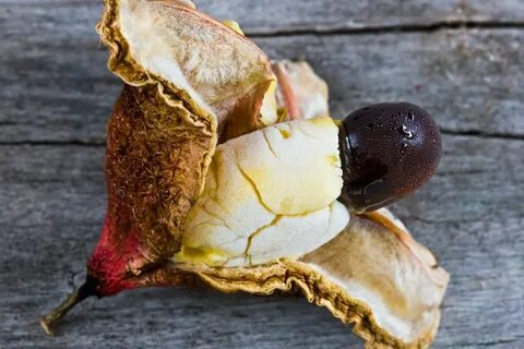 Strange fruit