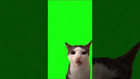 Кот грызет корм