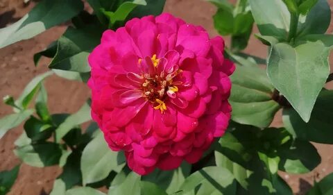 Datei:Bunga Zinia.jpg - Wikipedia