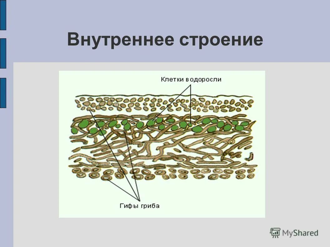 Составляющие лишайника