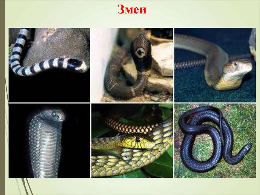 Где змеи как называются. Королевская Кобра Аспиды. Многообразие неядовитых змей. Отряд змеи. Представители класса змей.