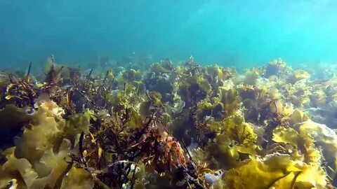 Баренцево море вода
