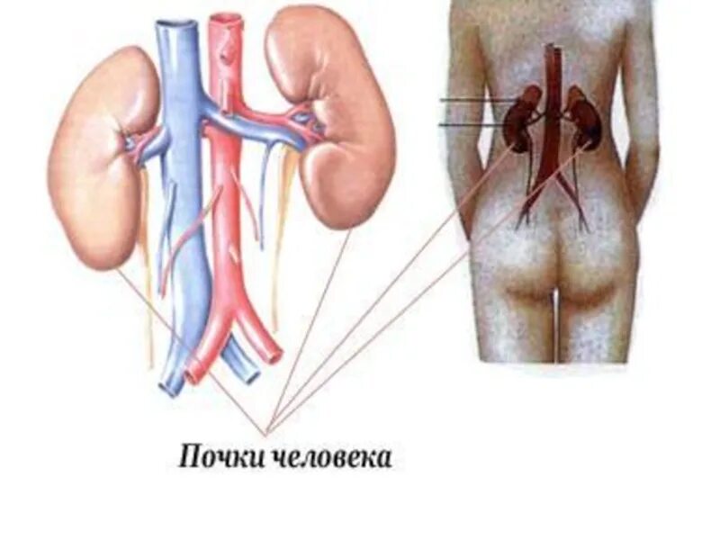 Почки у человека расположение - CollectPhoto.ru