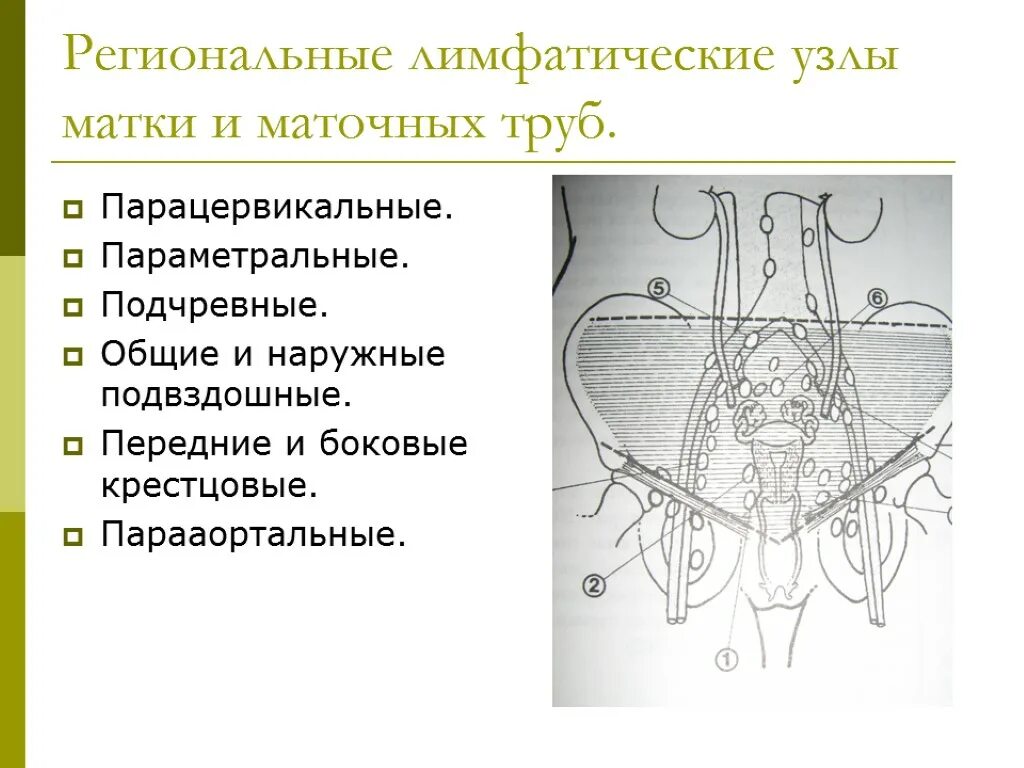 Регионарные лимфатические узлы матки. Лимфатические узлы таза анатомия. Парааортальные и забрюшинные лимфоузлы. Лимфатические узлы малого таза анатомия. Лимфоузлы и удаление матки