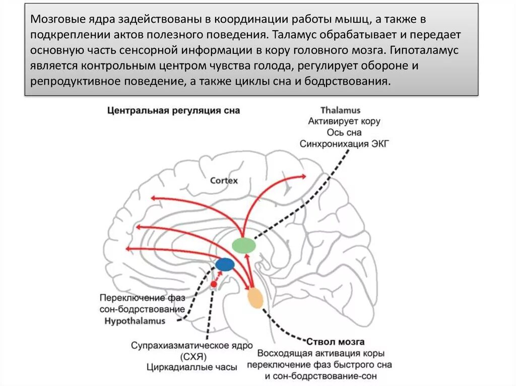 Центр насыщения в мозге. Центр бодрствования в головном мозге. Центр регуляции сна и бодрствования. Структура мозга отвечающая за бодрствование. Сон и бодрствование промежуточный мозг.