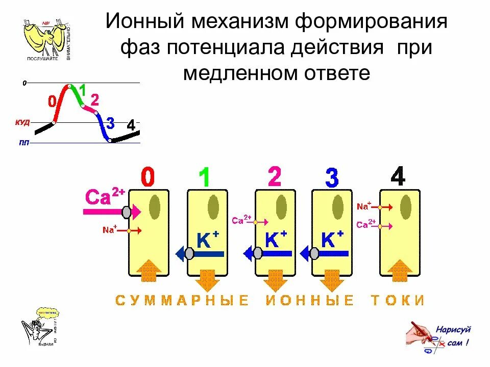 Ионный механизм генерации потенциала действия. Механизм формирования потенциала действия. Ионные механизмы формирования потенциала действия. Мембраны потенциал покоя. Ионные механизмы потенциала действия.