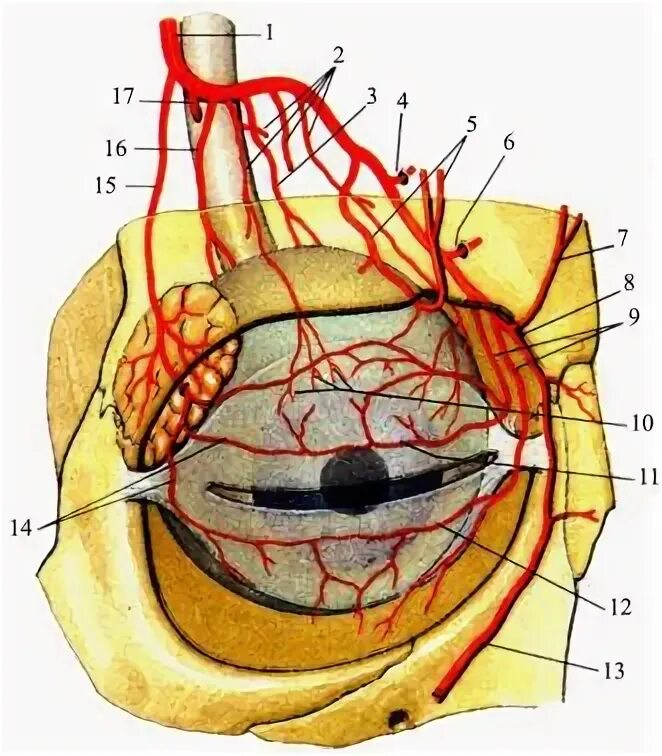 Ветви глазничной артерии. Глазничная артерия анатомия. Ветви глазничной артерии анатомия. Глазная артерия кровоснабжает. Кровообращение зрения