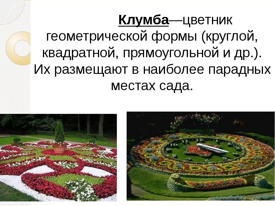 Найдите площадь которую занимает 1 клумба. Презентация цветочная клумба. проект клумбы 1 класс. клумба это определение. геометрия клумб и цветников.