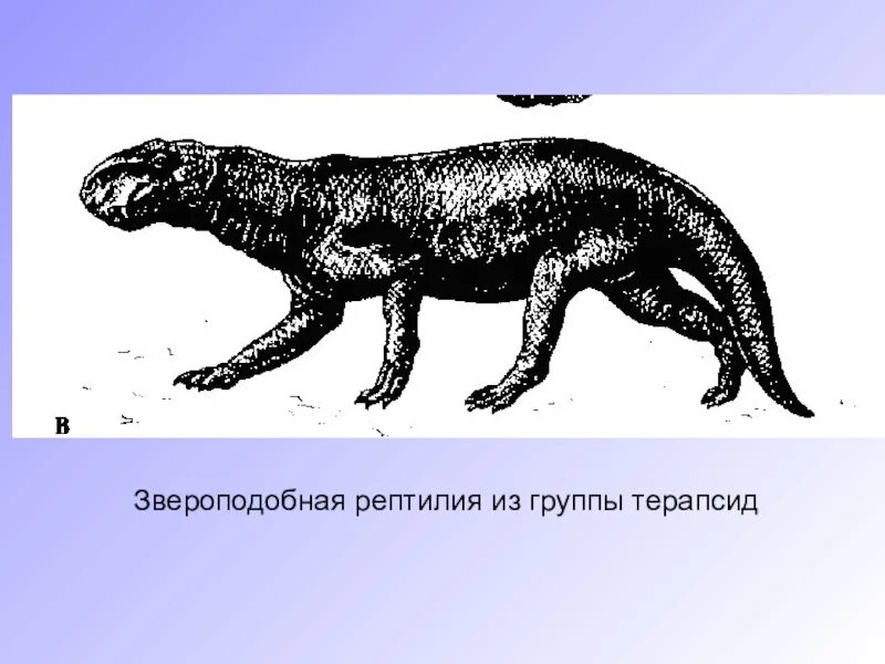 Звероподобные пресмыкающиеся. Терапсиды зверозубые. Звероподобные рептилии. Переходные формы человека. Зверозубый ящер.