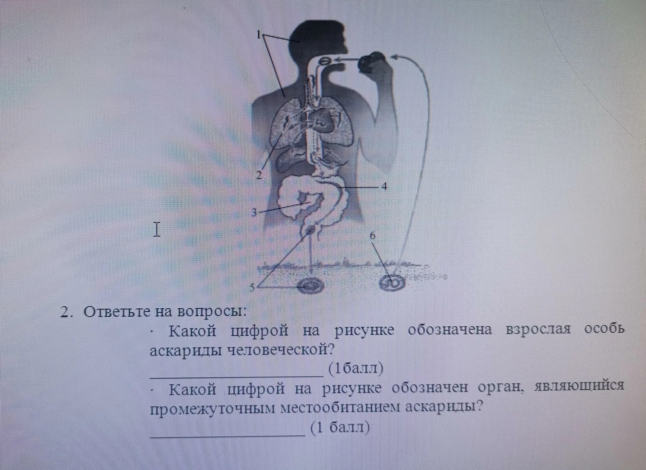 Цифрой 1 на рисунке обозначен. Какой цифрой обозначен на рисунке промежуточный хозяин. Какой цифрой на рисунке обозначен взрослый червь?. Какой цифрой на рисунке обозначен орган в котором ря. Какой цифрой на рисунке обозначен остров?.