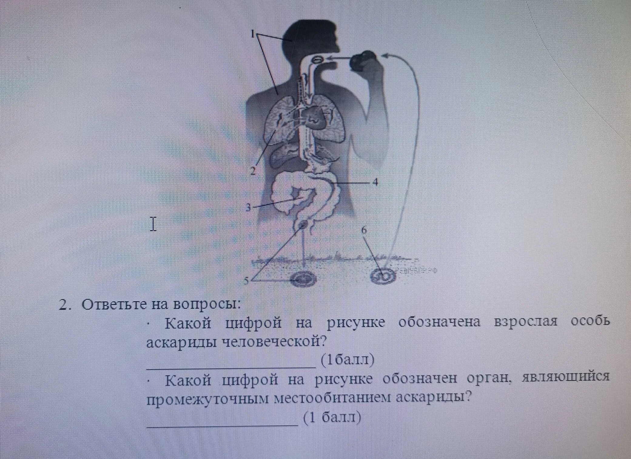 Какой цифрой на рисунке обозначена взрослая аскарида