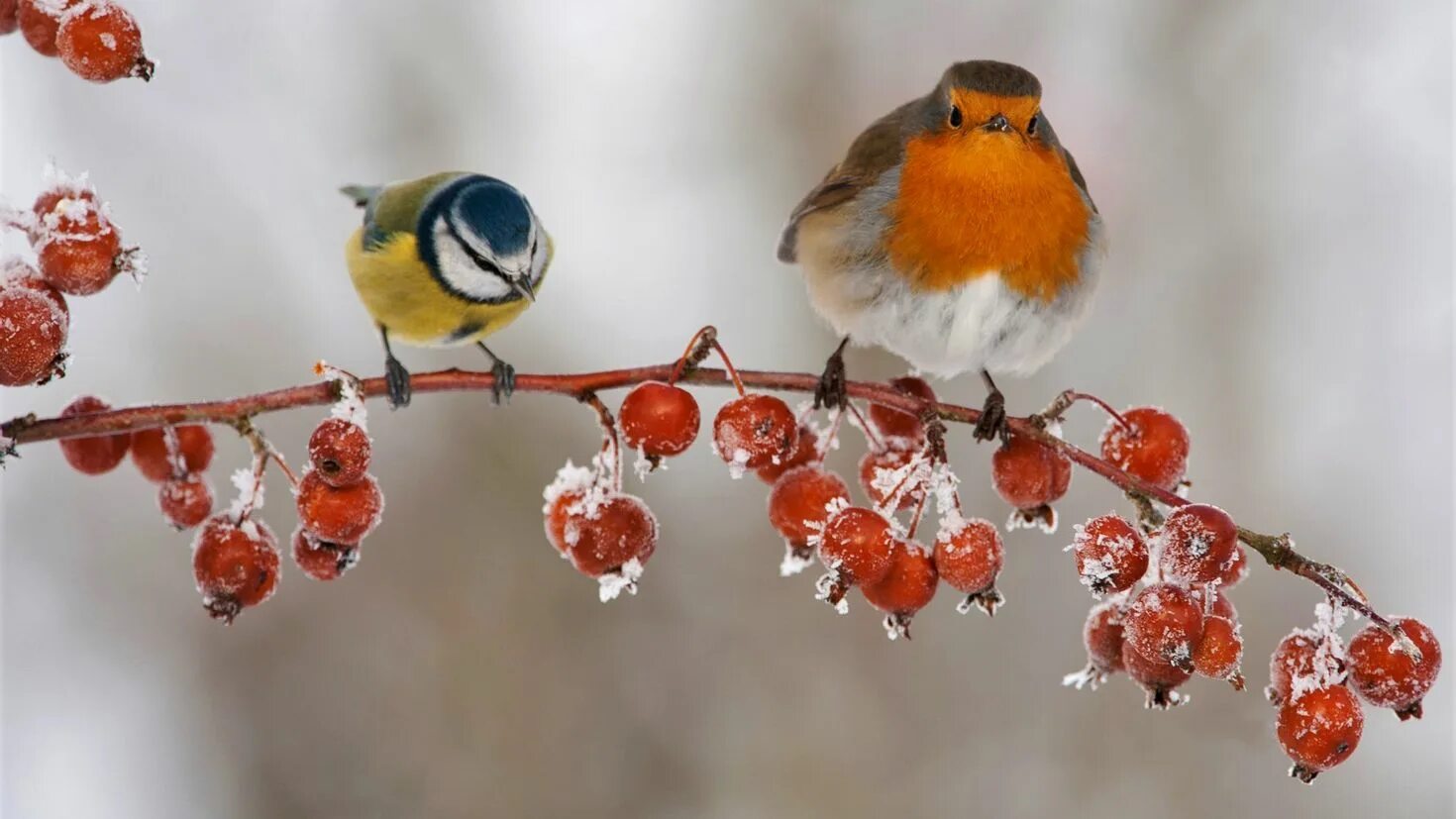 Зима птичка солнце. Птица иней. Птица на ветке. Красивые зимние птицы. Птицы на заснеженных ветках.