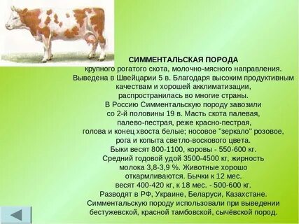 Вопросы и ответы крупно рогатый скот
