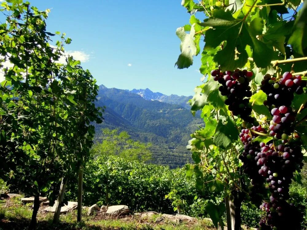 Молдавия грузия. Виноградная лоза Молдавия. Тоскана виноградники. Молдавия сады виноградники. Плантации винограда в Молдавии.