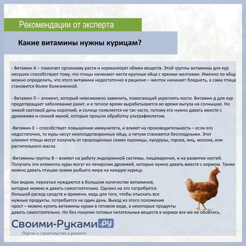 Сколько раз кормить кур. Витамины для цыплят несушек. Витамины для суточных цыплят несушек. Хорошие витамины для кур несушек для яйценоскости. Чем можно кормить кур.