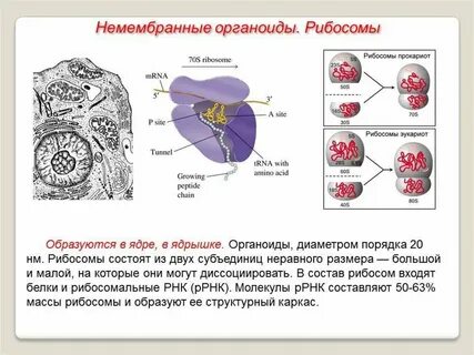 Рибосомы ядра