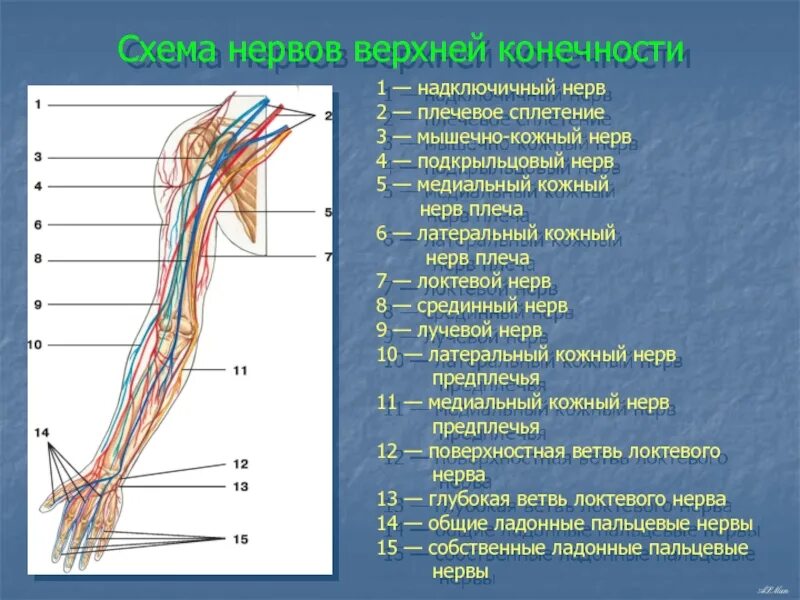 Анатомия верхней конечности. Нервы верхней конечности схема. Длинные ветви плечевого сплетения схема. Нервы руки человека анатомия. Схема нервов плечевого сплетения.