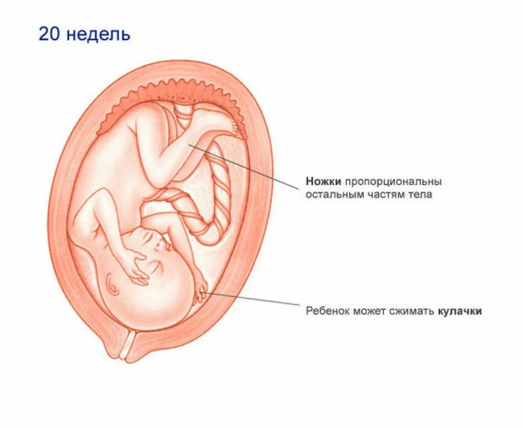 Беременность 20 недель развитие плода и ощущения. Ребёнок в 20 недель беременности. размер малыша на 20 неделе беременности. плод ребенка на 20 неделе беременности. плод на 19-20 неделе беременности.