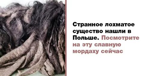 День лохматых