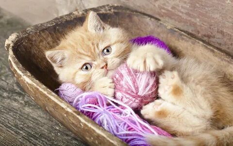 Wallpaper : 2560x1600 px, baby, cat, cats, cute, kitten, kittens 2560x1600.