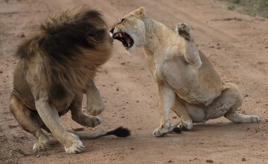 Можно считать что львы. Львица бьет Льва. Львица кусает Льва. Лапа львицы. Львица рычит на Льва.