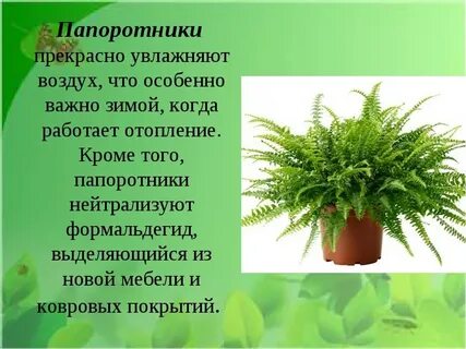 Папоротник содержание