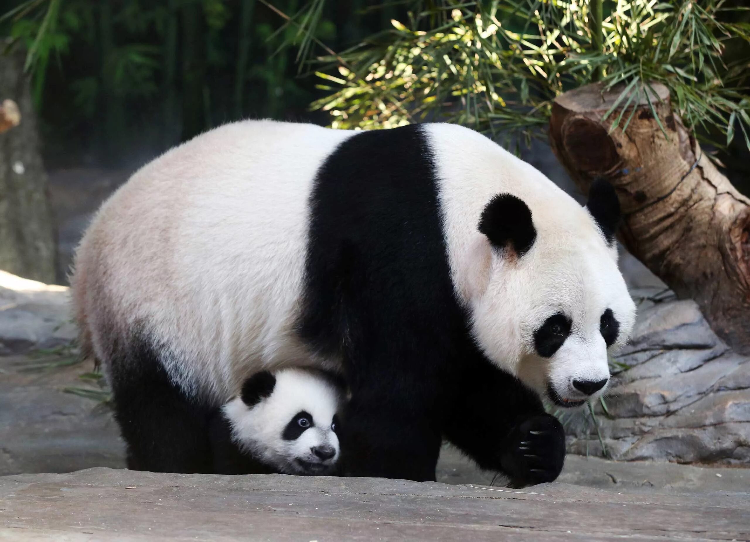 Большая панда сколько живут. Панда бамбуковый медведь. Гигантская Панда. Большая китайская Панда. Большая Панда или бамбуковый медведь.