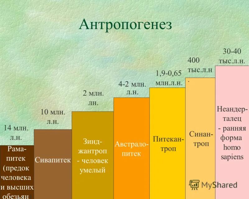 Эволюция человека антропогенез. Антропогенез это процесс. Антропогенез примеры. Эволюция человека презентация. Антропогенез этапы эволюции человека.