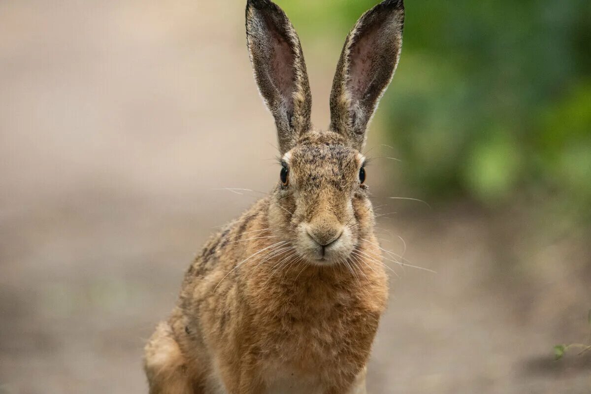 У зайца русака глаза. Заяц Русак уши. Рогатый заяц. Уши зайца. Морда зайца.