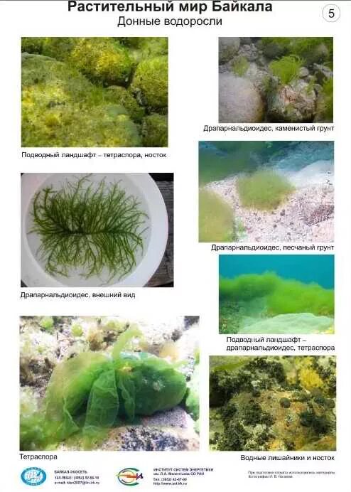 Донные водоросли значение. Водоросли Байкала. Прибрежно водную растительность Байкала.. Синезеленые водоросли Байкала. Красные водоросли Байкала.