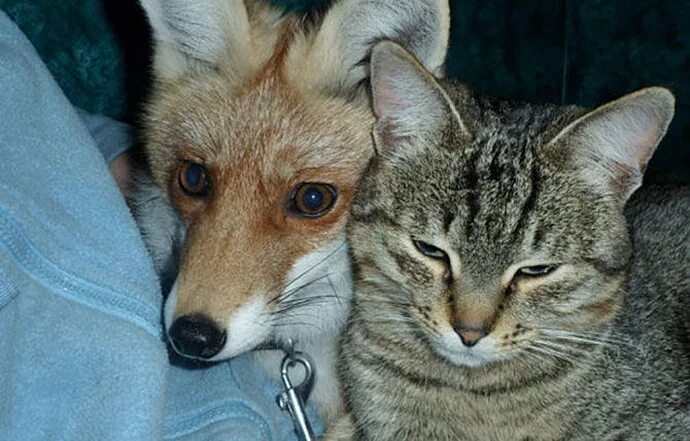 коты и лисы 1. кот и лиса. кот и лиса. чернобурая лисица. лис и кот.