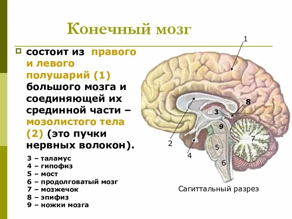 Проведенные на головном мозге. Строение больших полушарий конечного мозга. Головной мозг строение конечный мозг. Строение коры конечного мозга.
